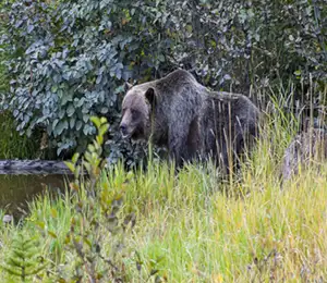 Grizzly Bär Beobachtung im Kicking Horse Gehege