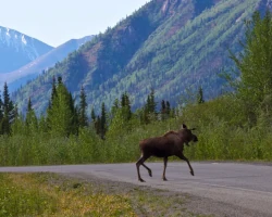 Teaserbild Dawson City